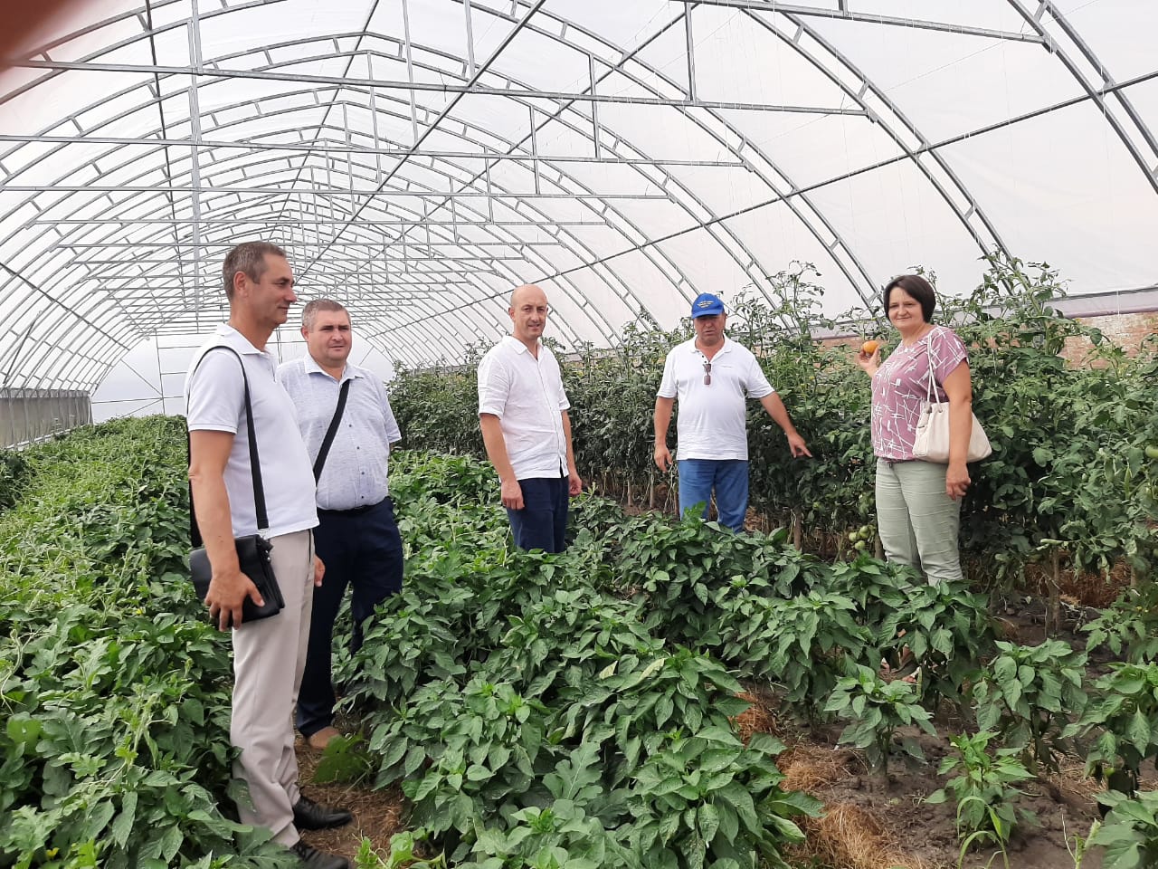 Директор та фахівці Департаменту в модульній теплиці, в якій дозрівають  помідори, перець та баклажани