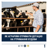 чоловік, який стоїть біля корів та напис "Як аграріям отримати дотацію на отримання худоби"